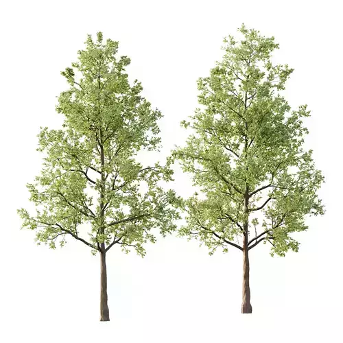 Tilia platyphyllos Tree 01