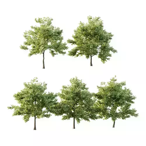 Celtis australis Tree 10