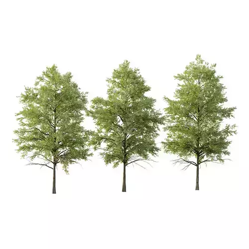 Celtis australis Tree 09