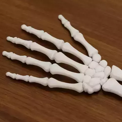 Hand Skeleton