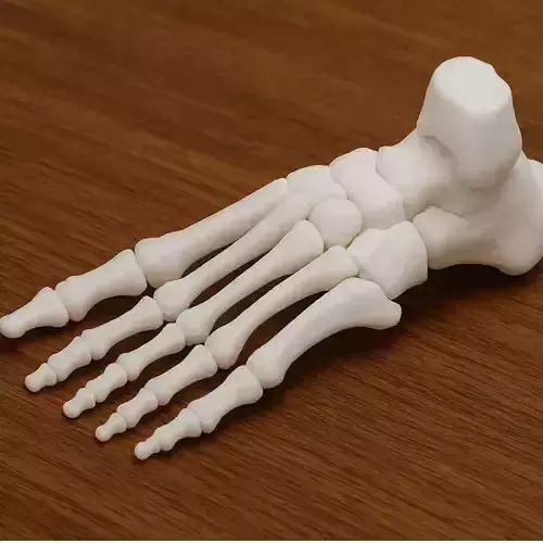 Foot Skeleton