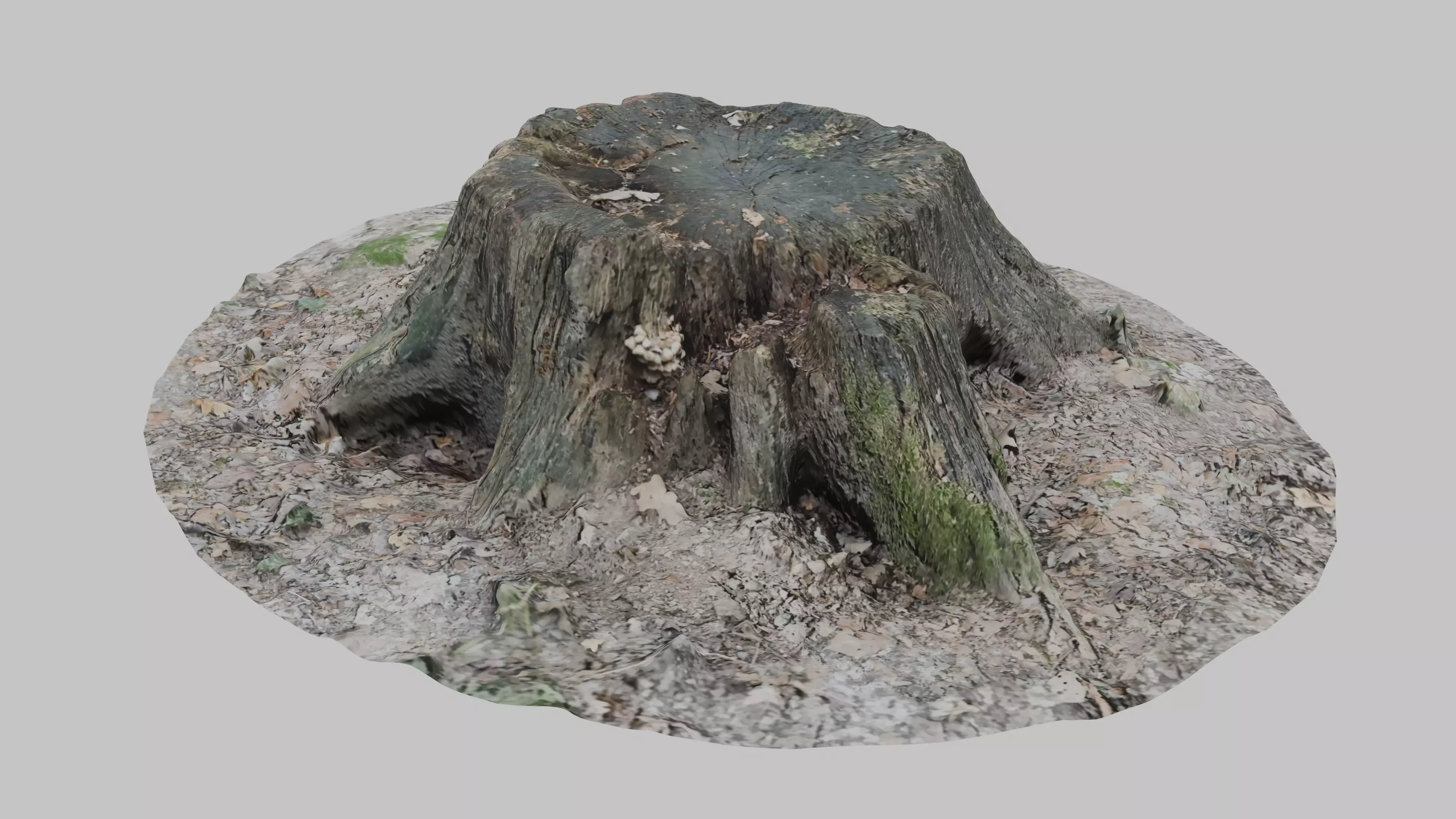 Old tree stump Low-poly 3D model_0