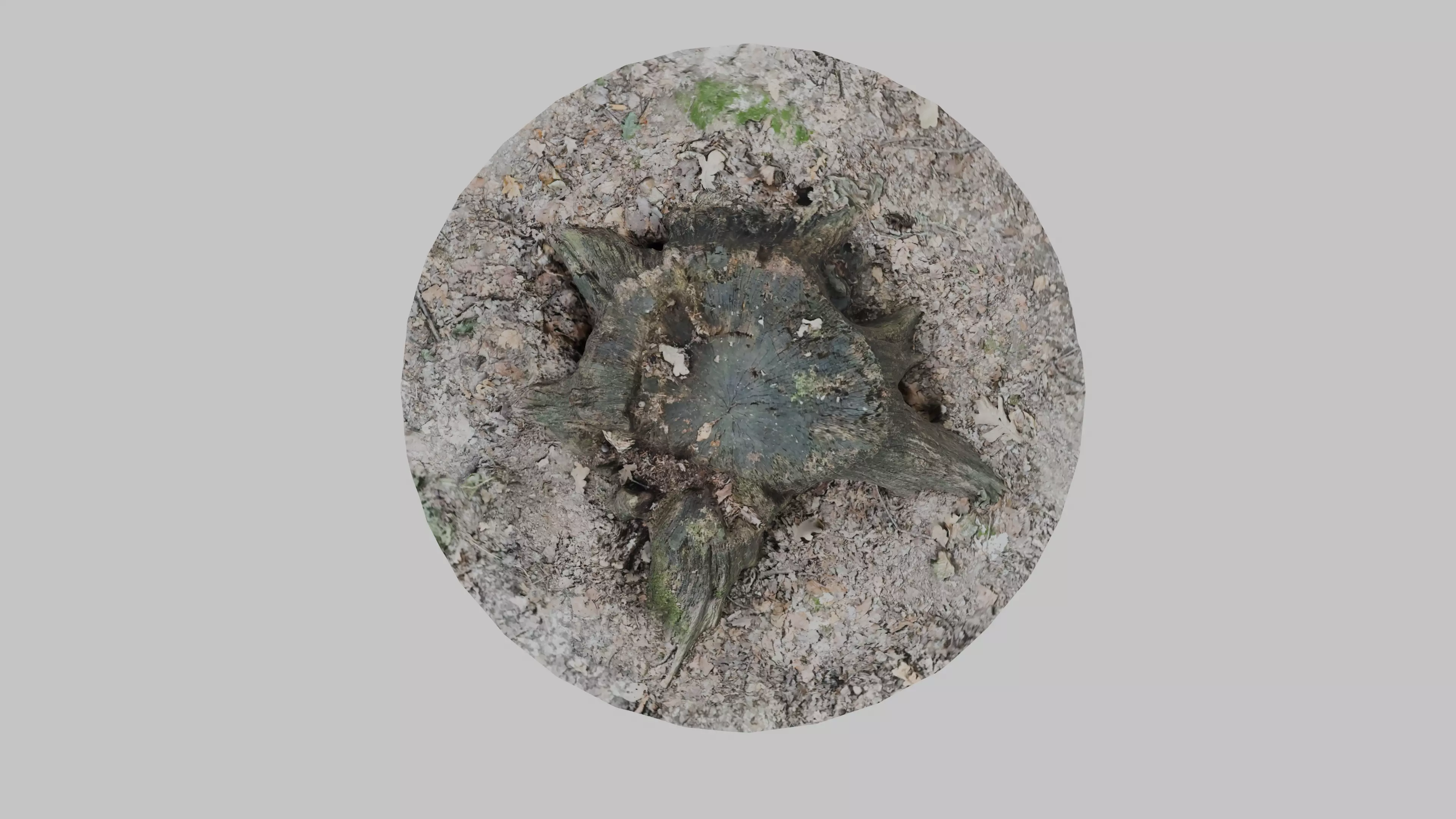 Old tree stump Low-poly 3D model_3