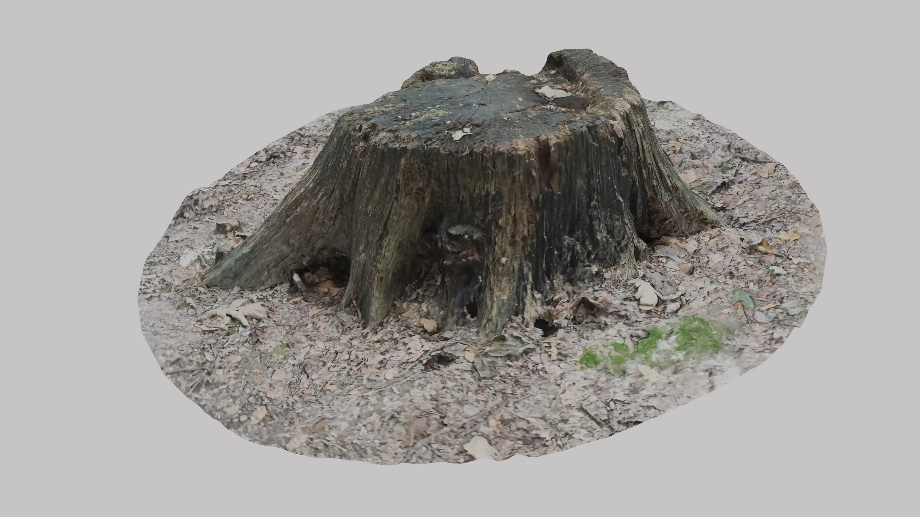 Old tree stump Low-poly 3D model_1