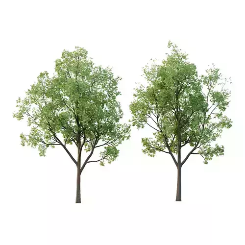 Celtis australis Tree 04