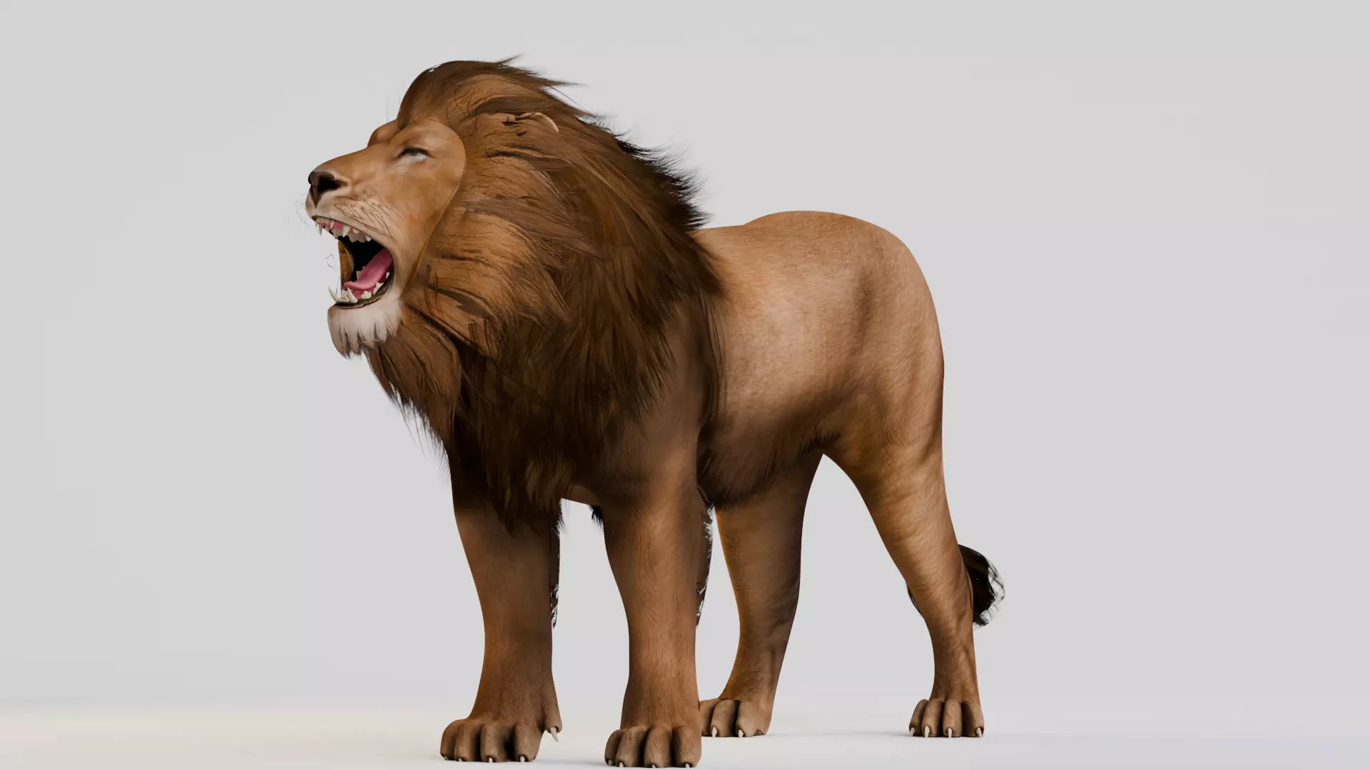 Realistic Animals Savannah - Lion Low-poly 3D model_10
