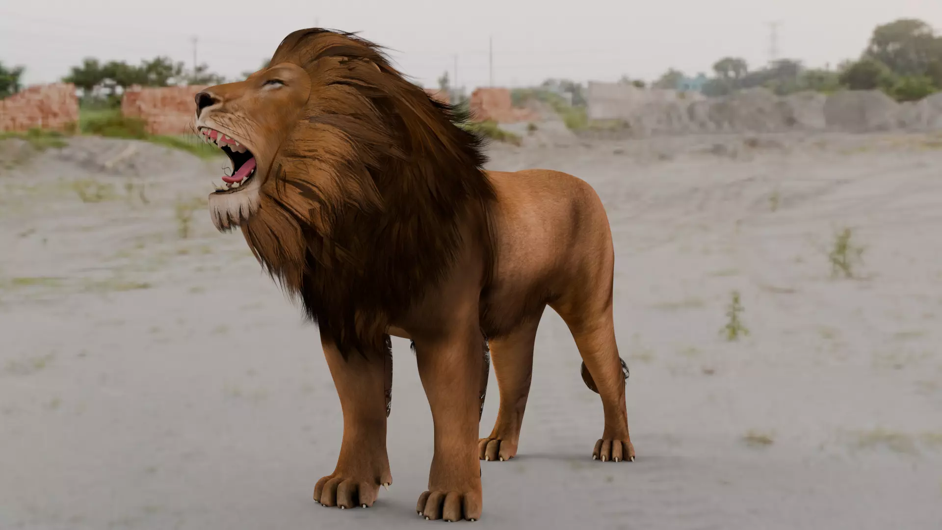 Realistic Animals Savannah - Lion Low-poly 3D model_11