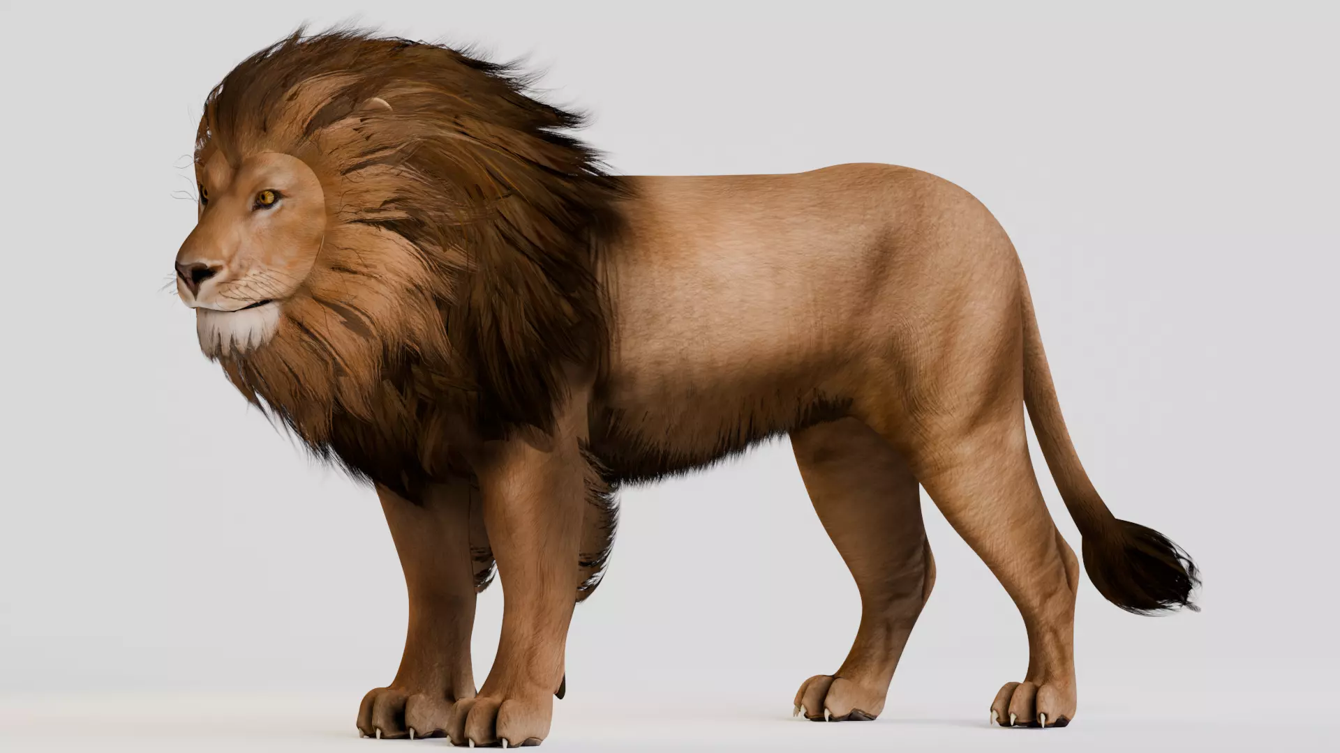 Realistic Animals Savannah - Lion Low-poly 3D model_2