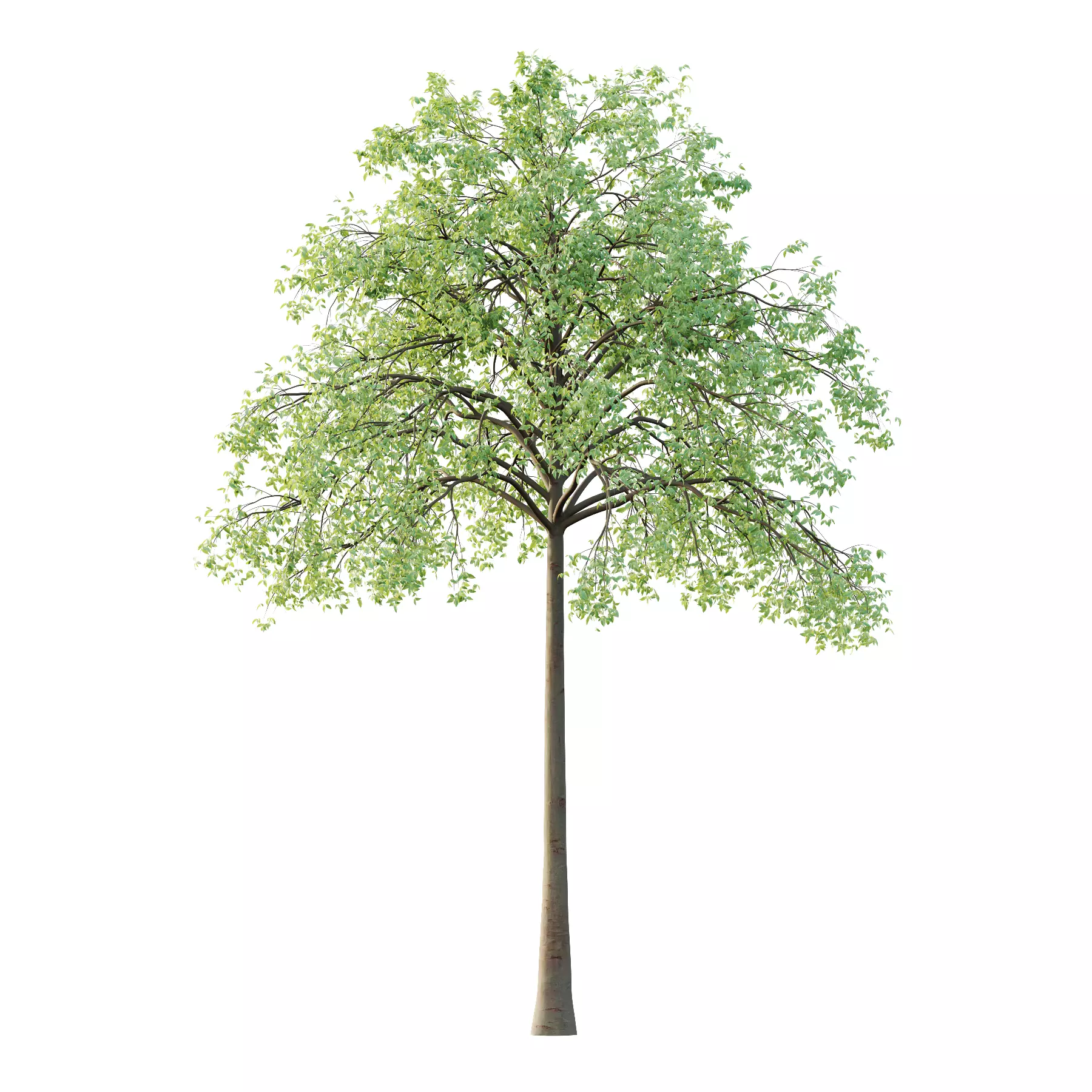 Celtis australis Tree 05 3D model_1