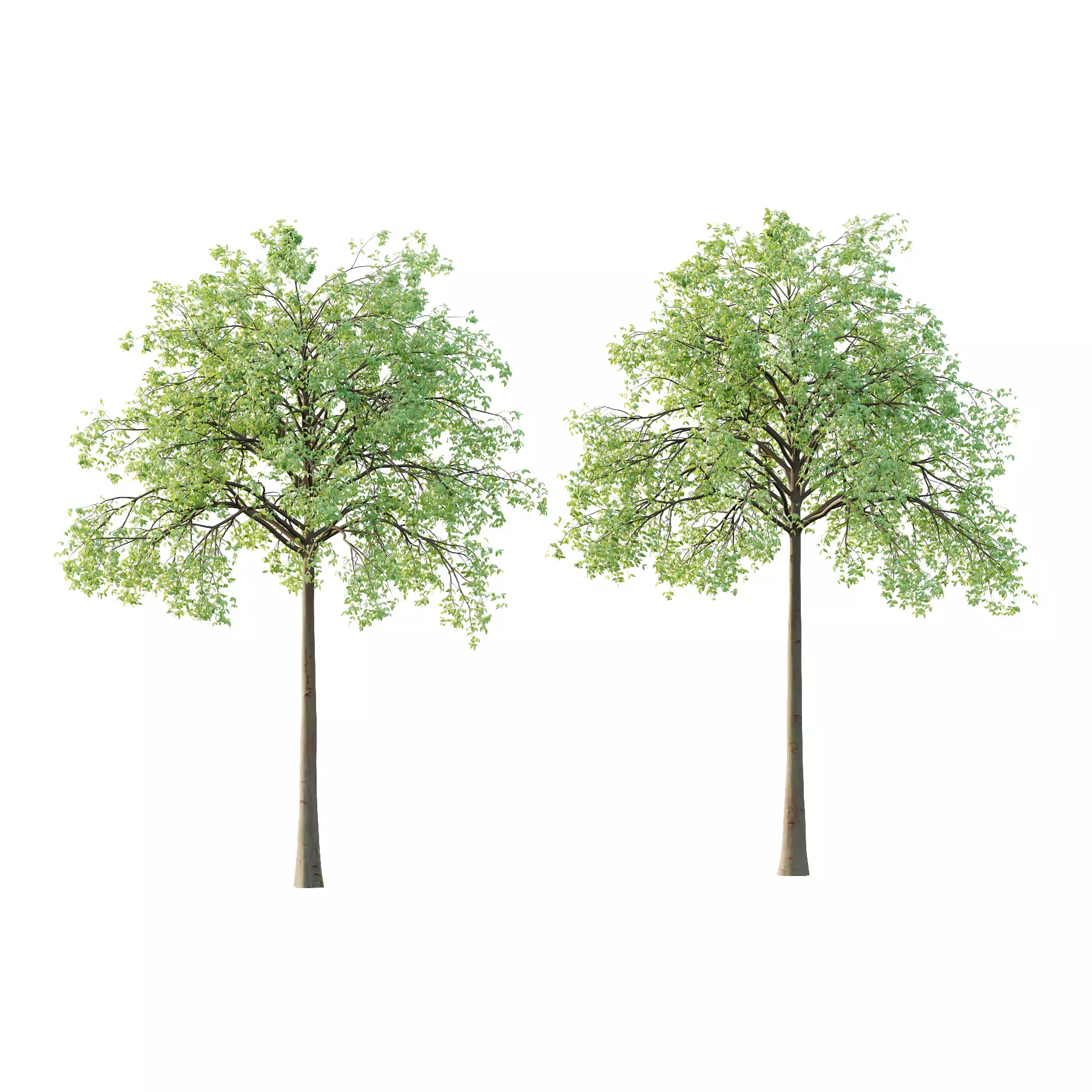 Celtis australis Tree 05 3D model_0
