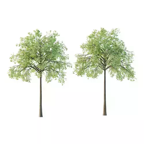 Celtis australis Tree 05 3D model Celtis australis Tree 05 3D model