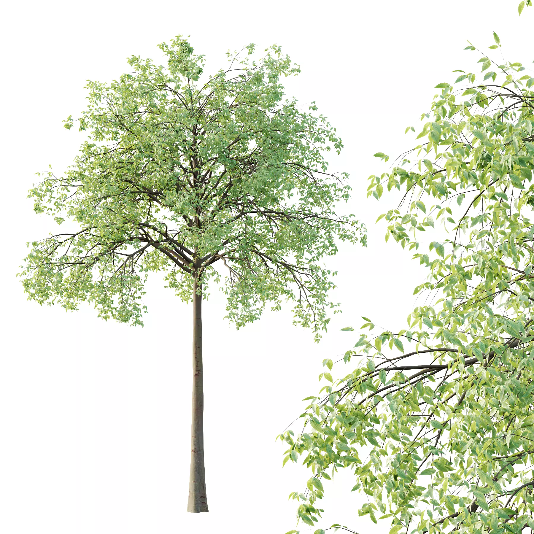 Celtis australis Tree 05 3D model_2