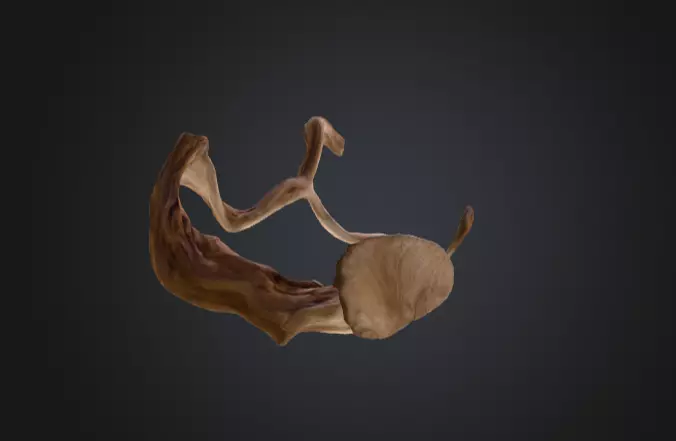 Twisting Elegance Wood Low-poly 3D model_16