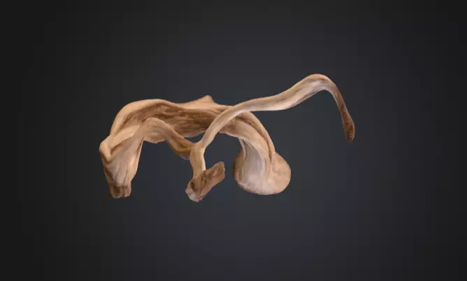 Twisting Elegance Wood Low-poly 3D model_15