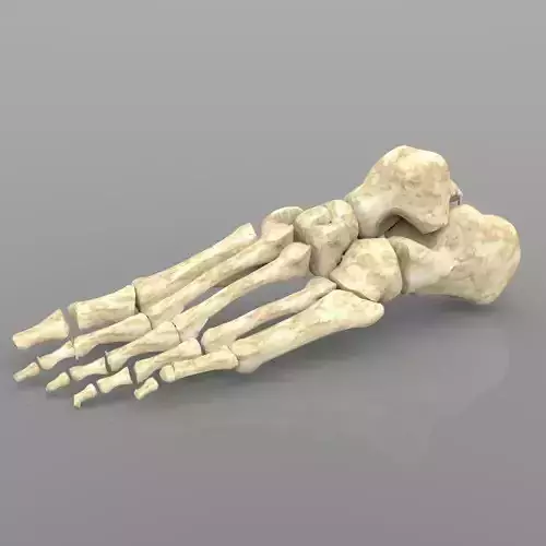 Foot Bone Female with Texture 3D model