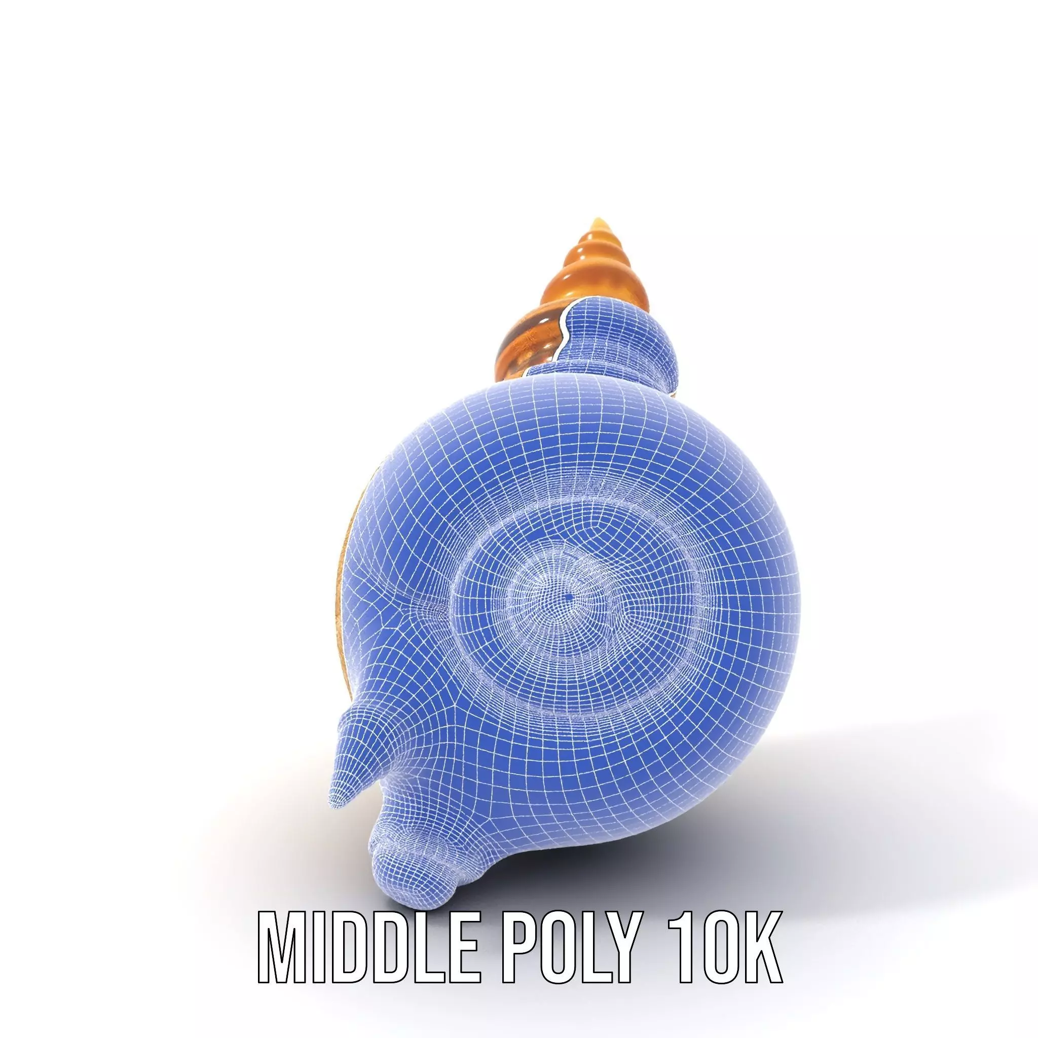 Spiral Nautilus Shell model pack Low-poly 3D model_30