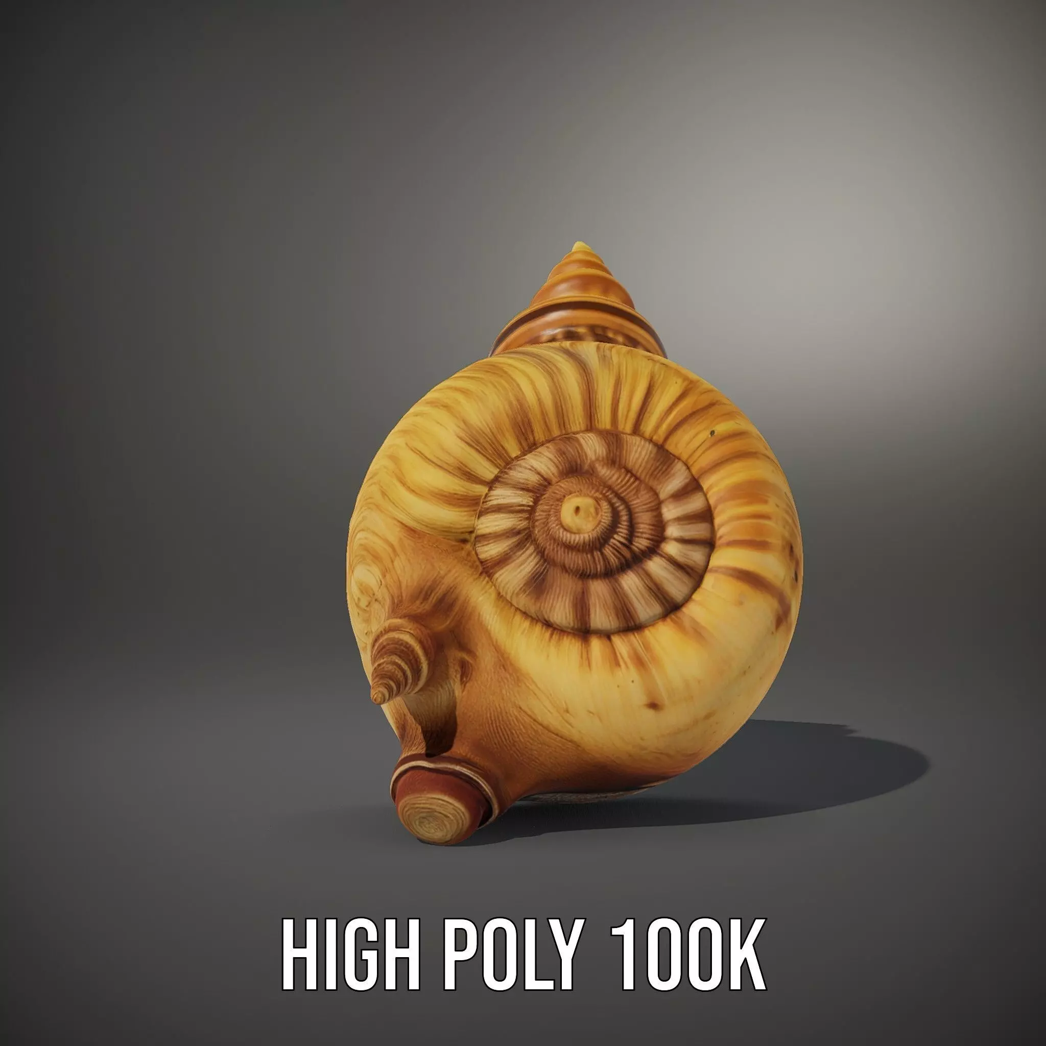 Spiral Nautilus Shell model pack Low-poly 3D model_9