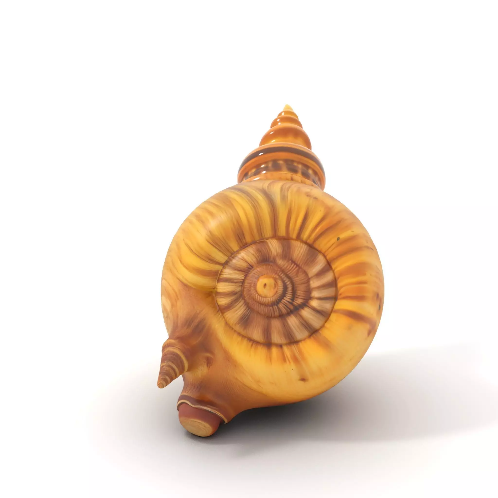 Spiral Nautilus Shell model pack Low-poly 3D model_7