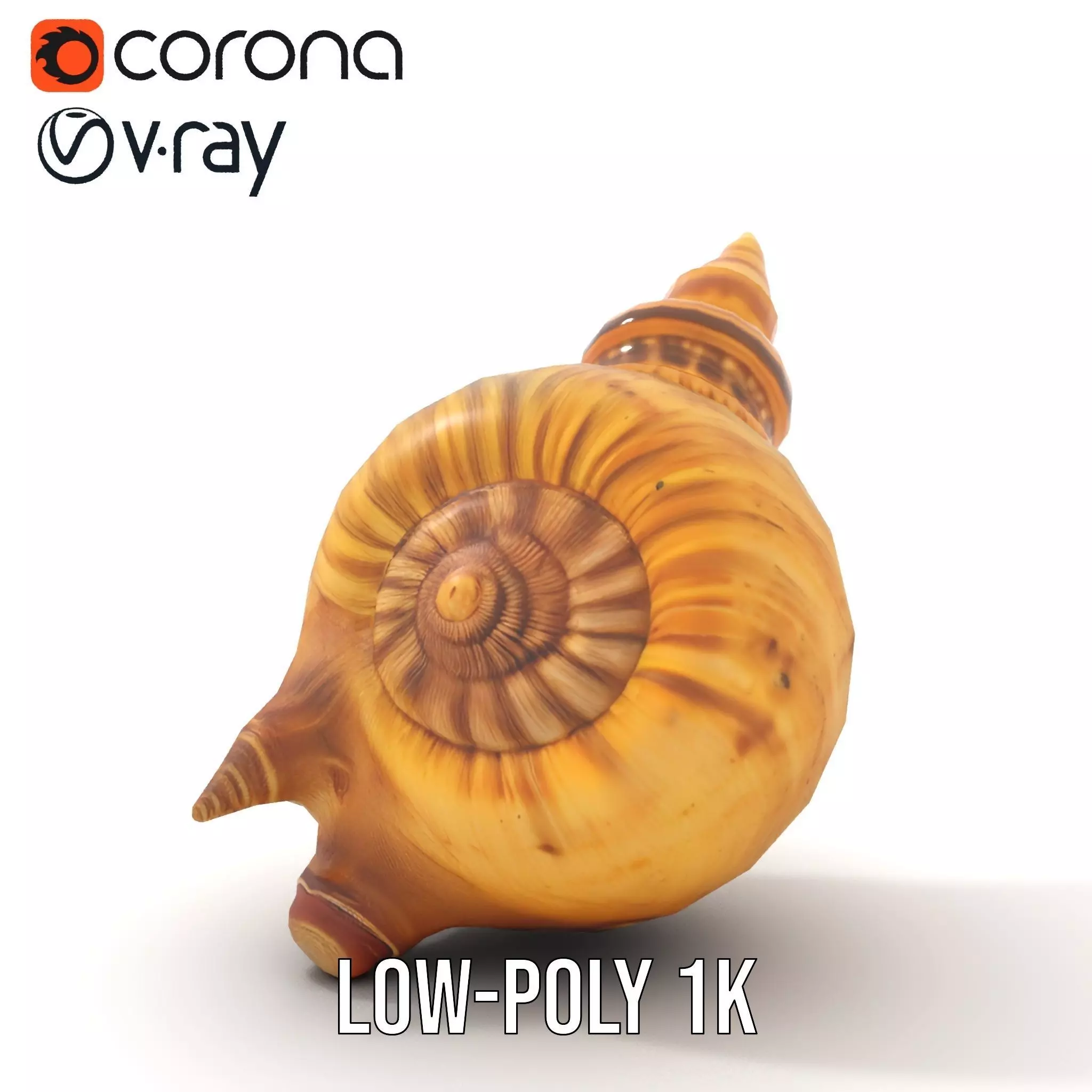 Spiral Nautilus Shell model pack Low-poly 3D model_13