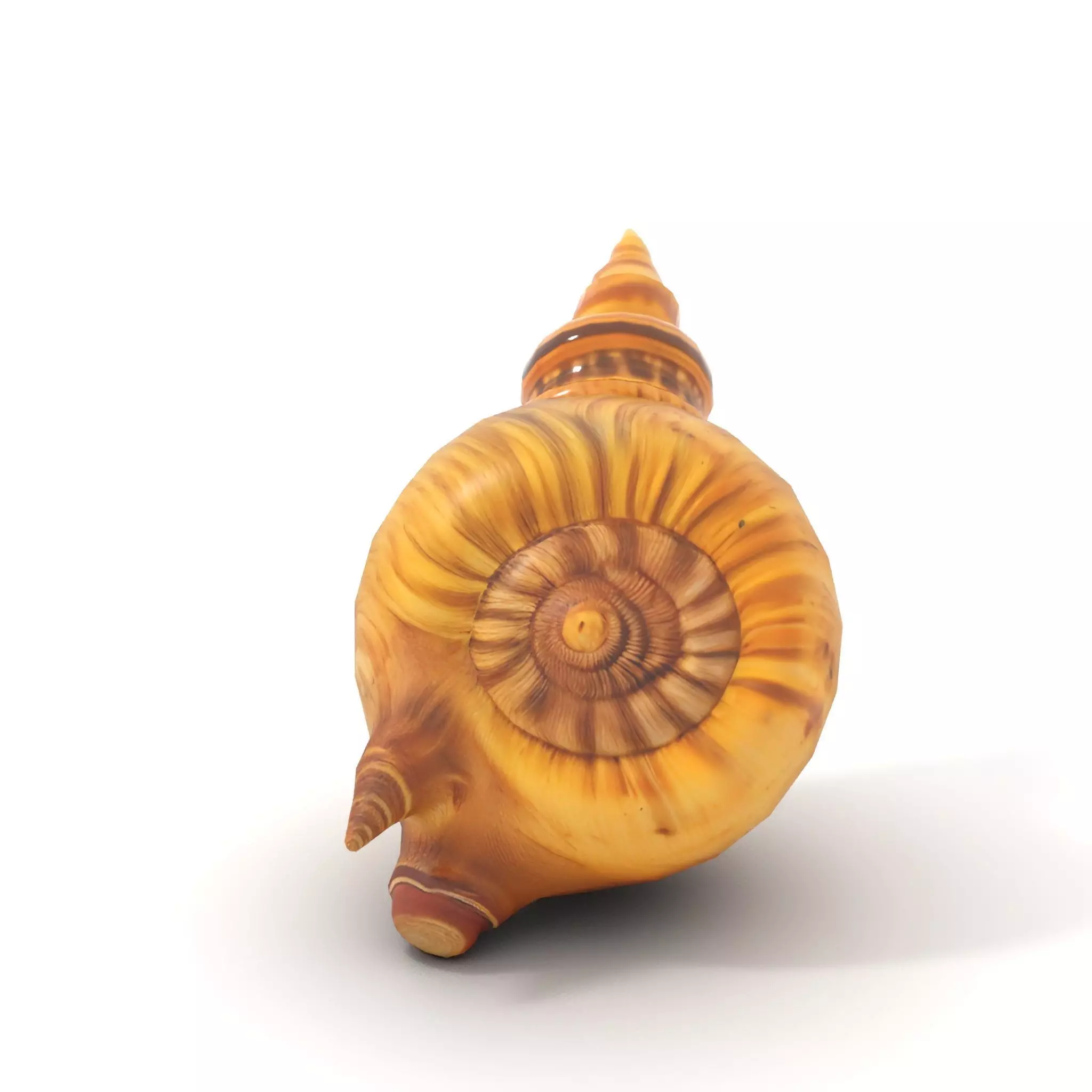 Spiral Nautilus Shell model pack Low-poly 3D model_21