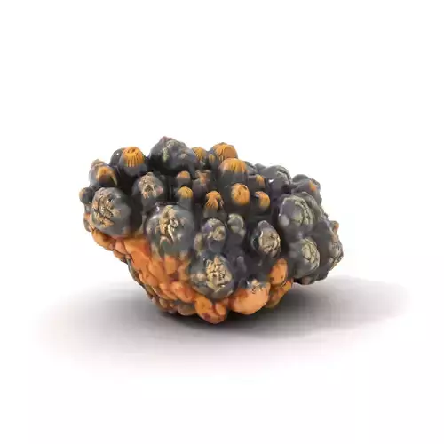 Textured Coral Cluster model pack