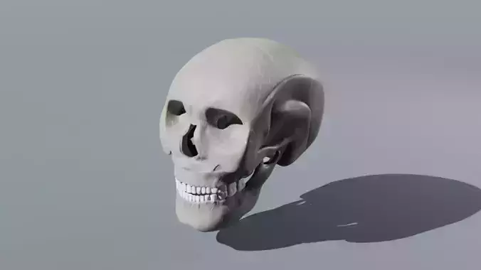 Realistic Skull   High-Quality Anatomy Asset