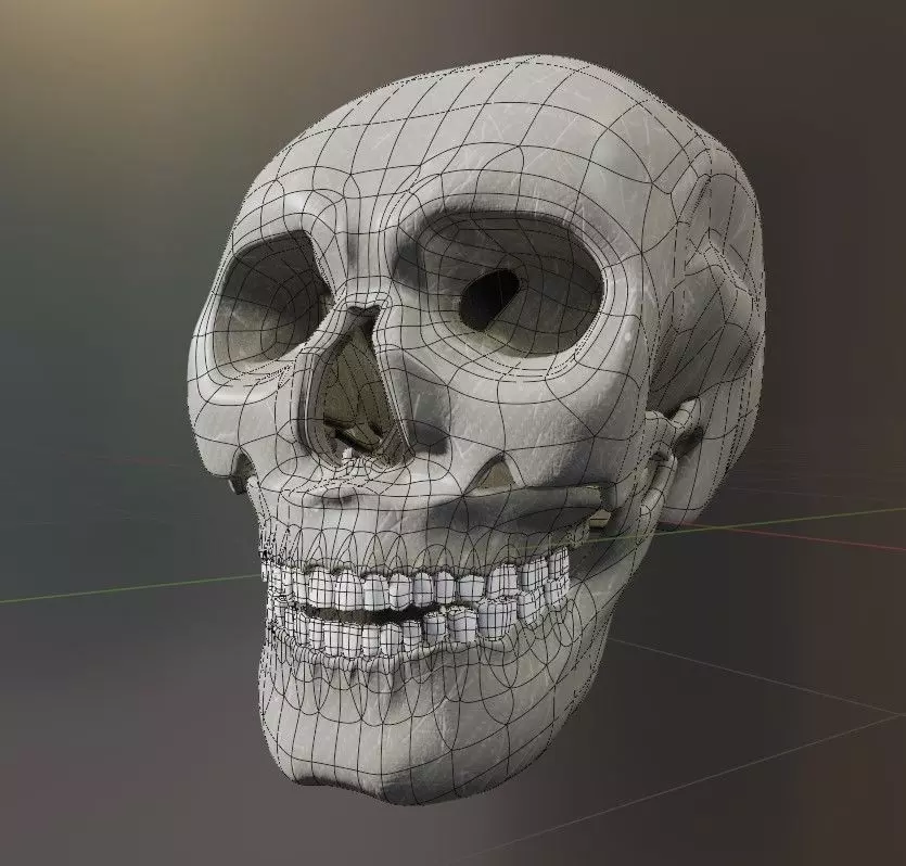 Realistic Skull   High-Quality Anatomy Asset 3D model_4