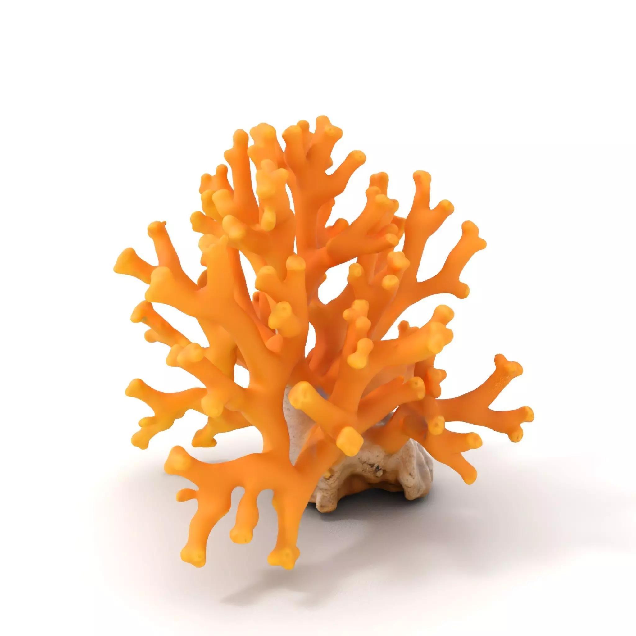 Golden Coral Reef model pack Low-poly 3D model_0