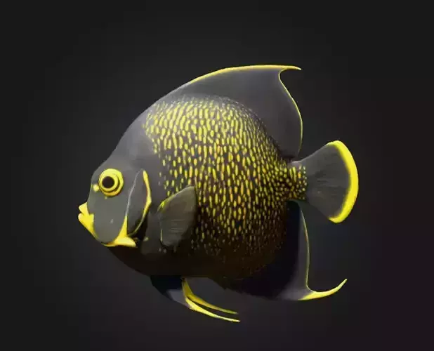 Majestic Angelfish Low-poly 3D model