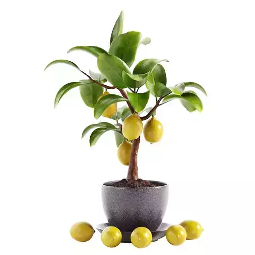 Mini Lemon Tree