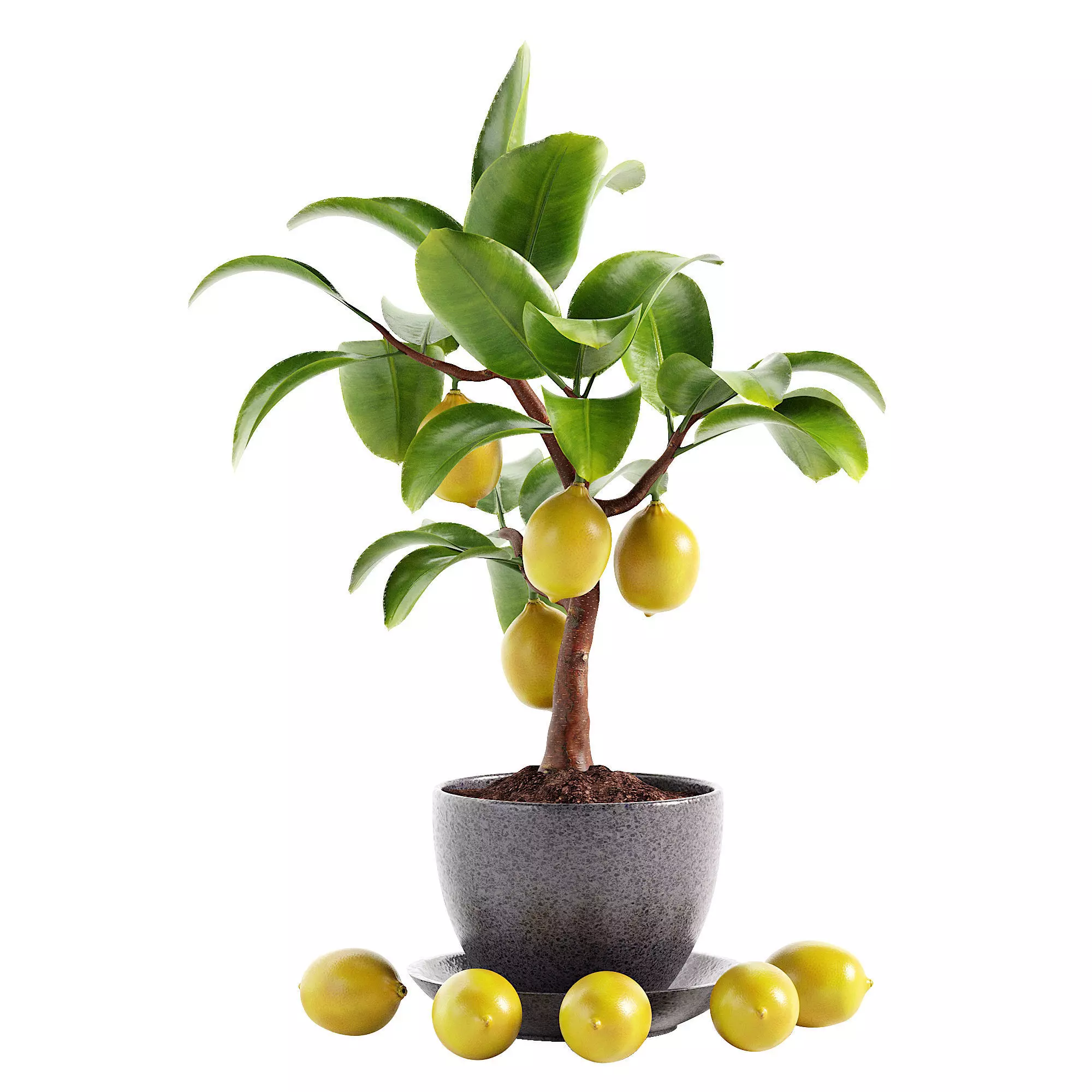 Mini Lemon Tree Free 3D model_0