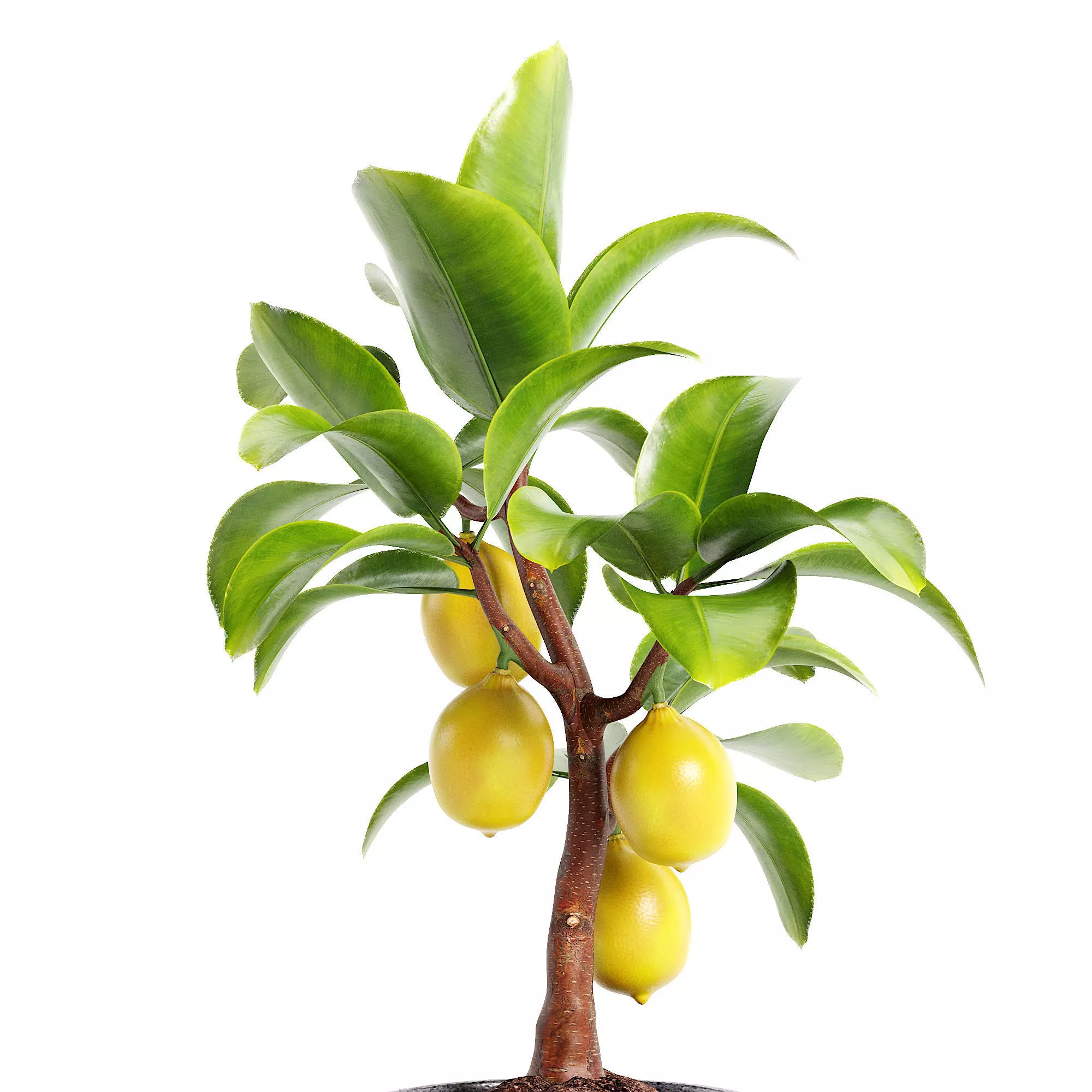 Mini Lemon Tree Free 3D model_1