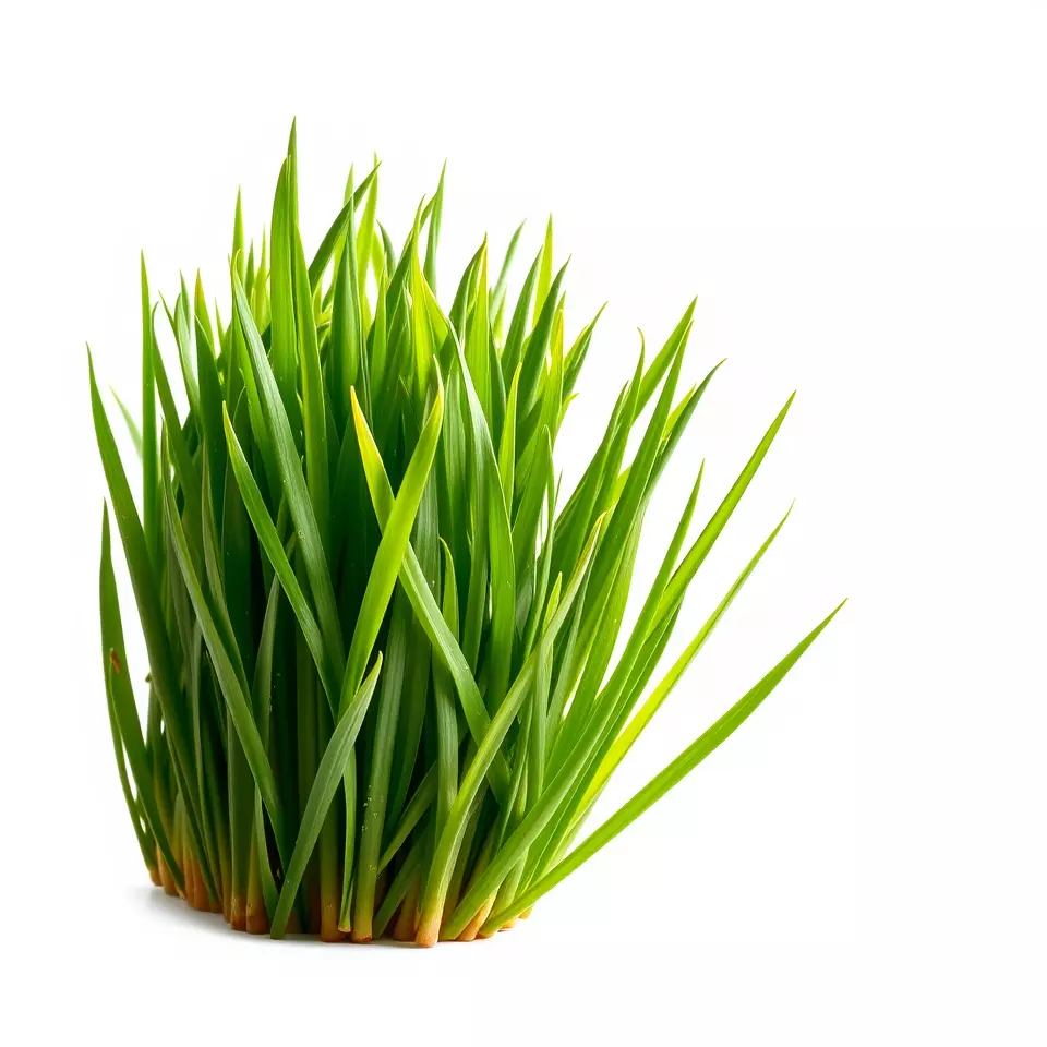 Vibrant Grass Cluster model pack Low-poly 3D model_3