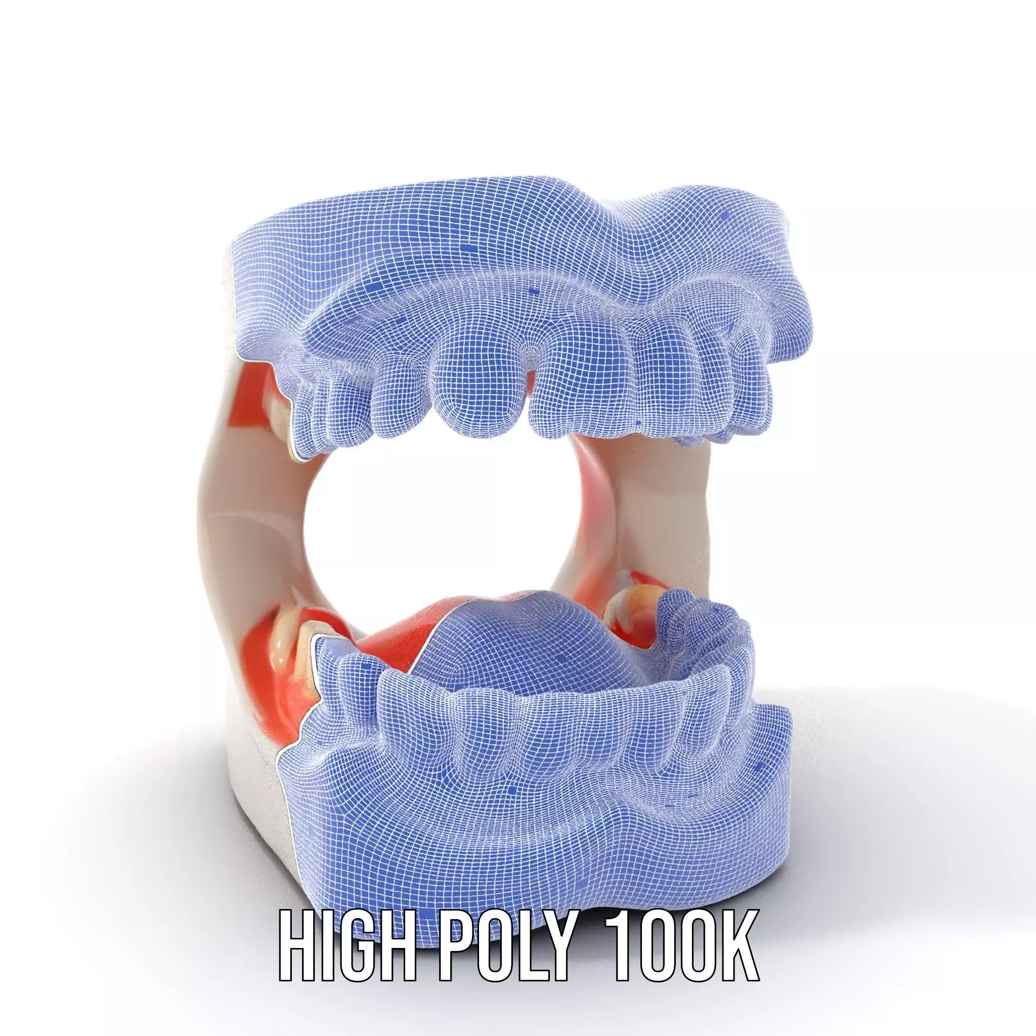 White Dental Model model pack Low-poly 3D model_4