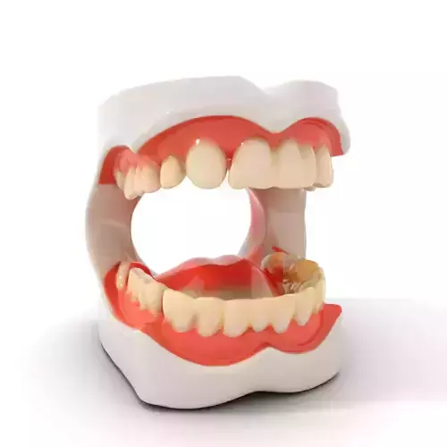 White Dental Model model pack