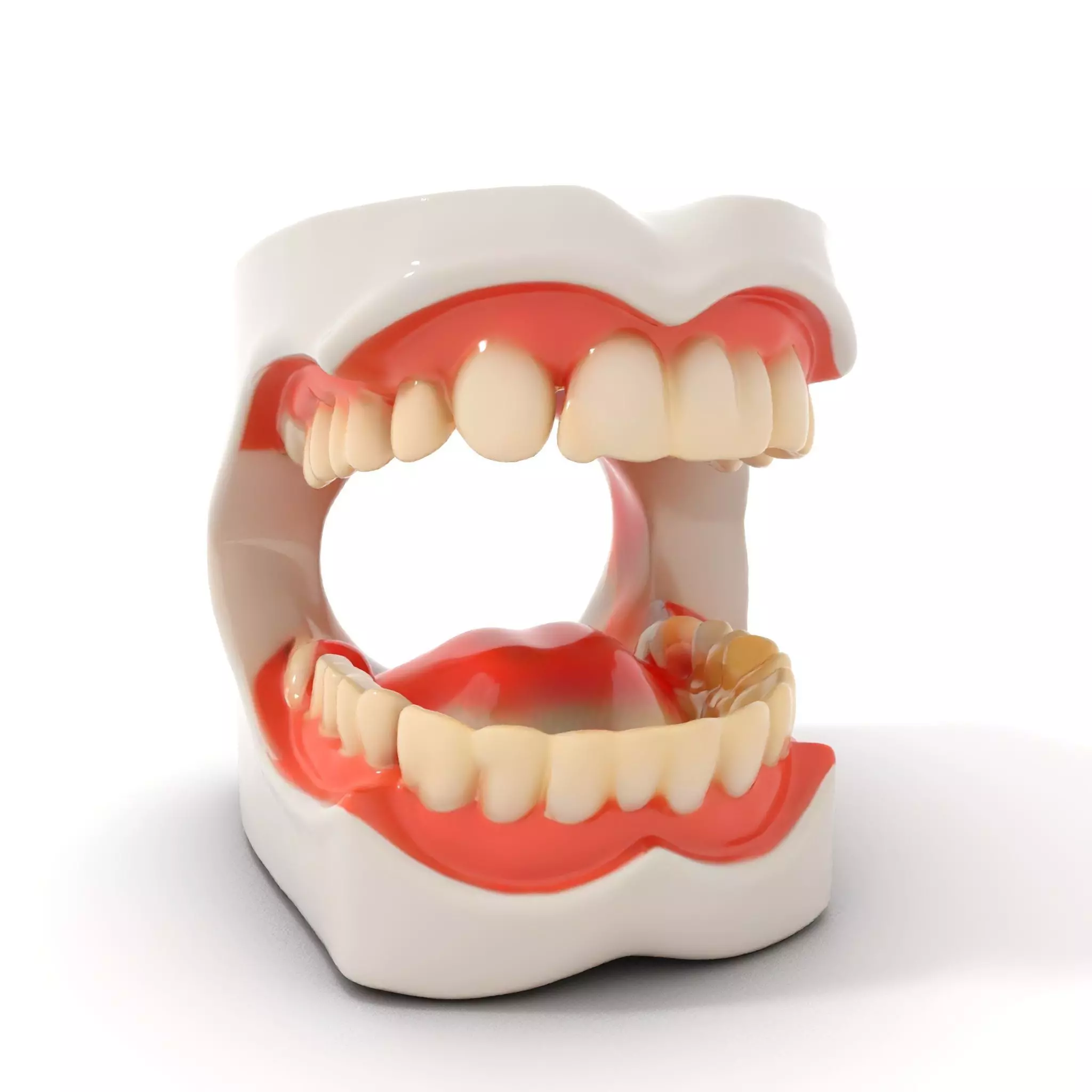 White Dental Model model pack Low-poly 3D model_0