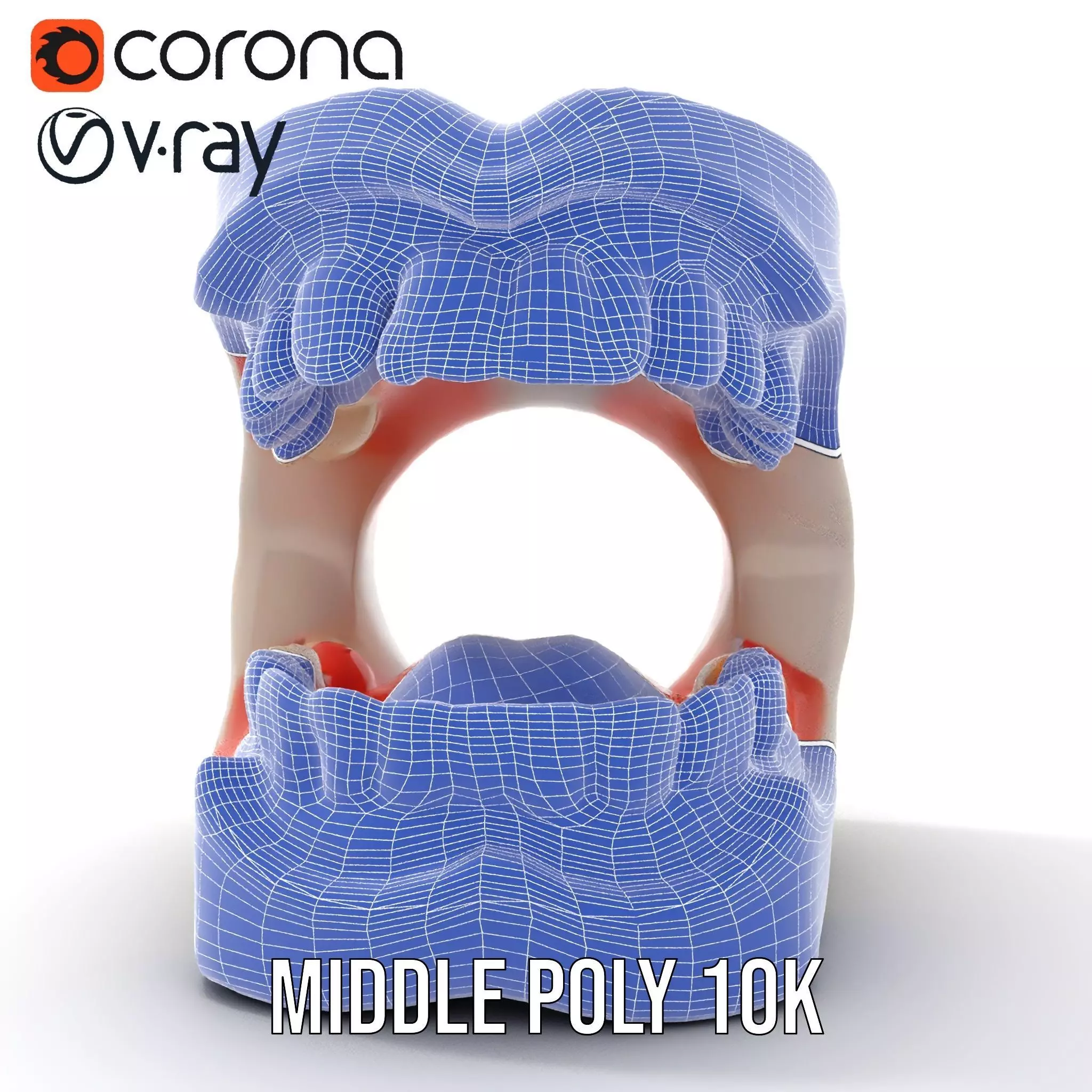 White Dental Model model pack Low-poly 3D model_18