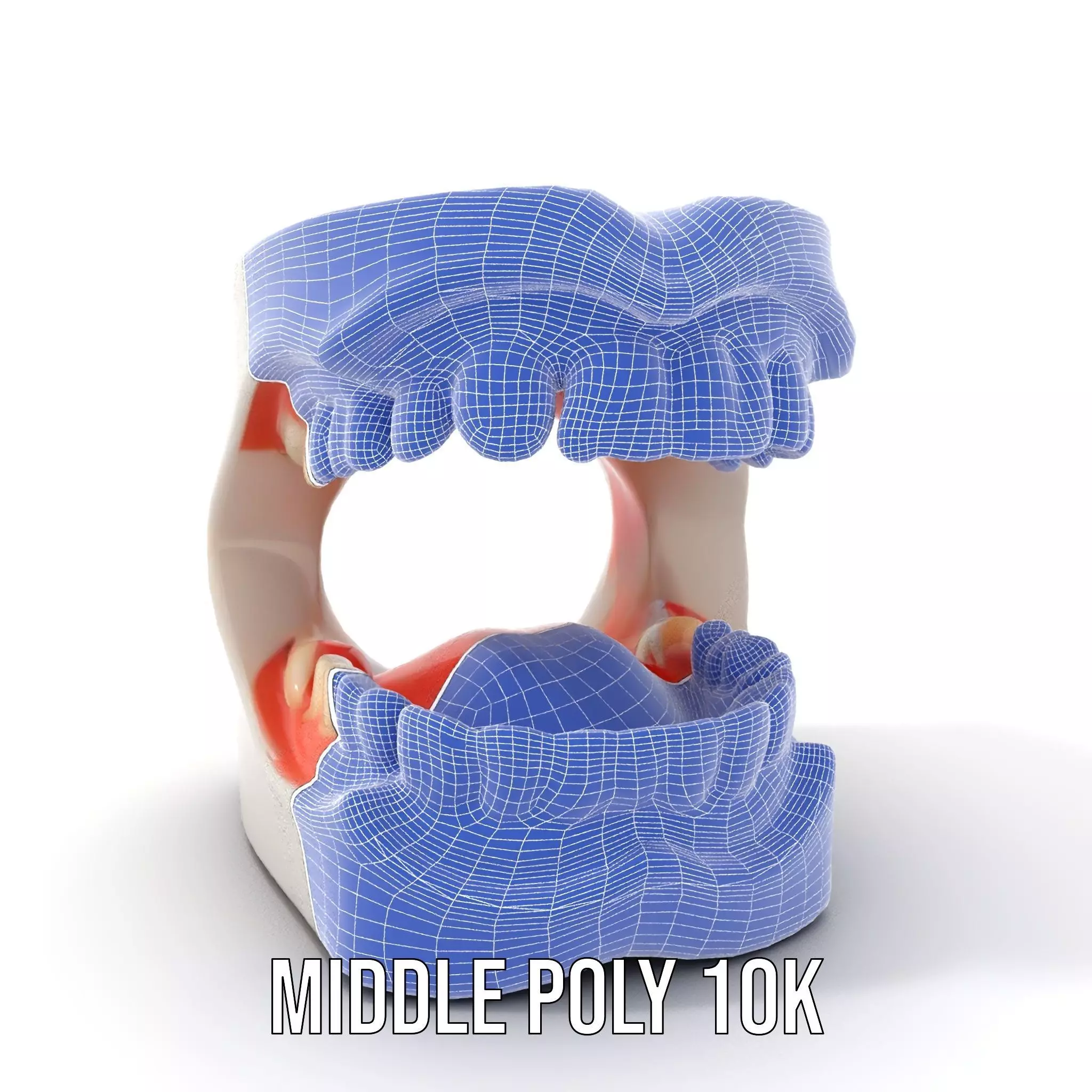 White Dental Model model pack Low-poly 3D model_21