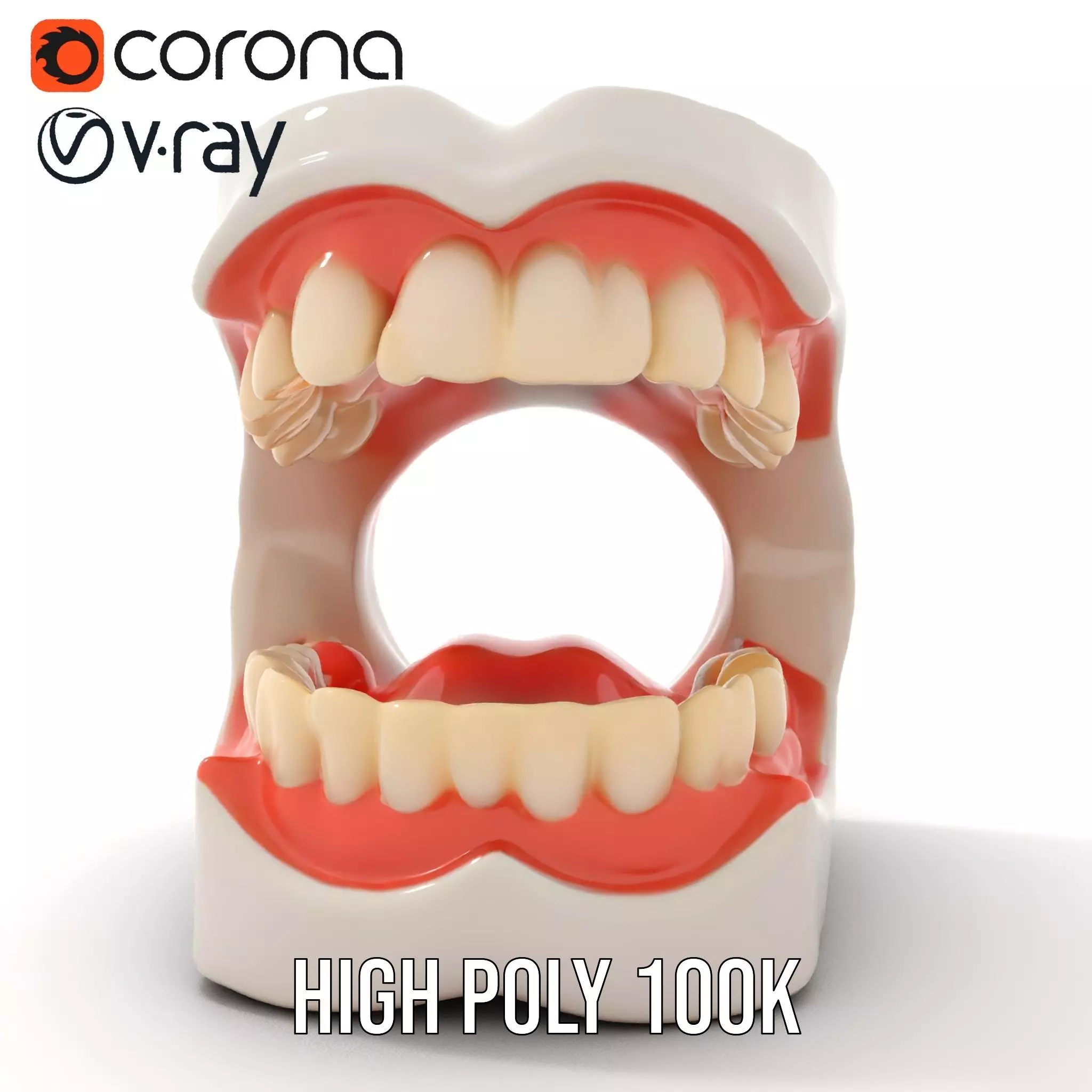 White Dental Model model pack Low-poly 3D model_32