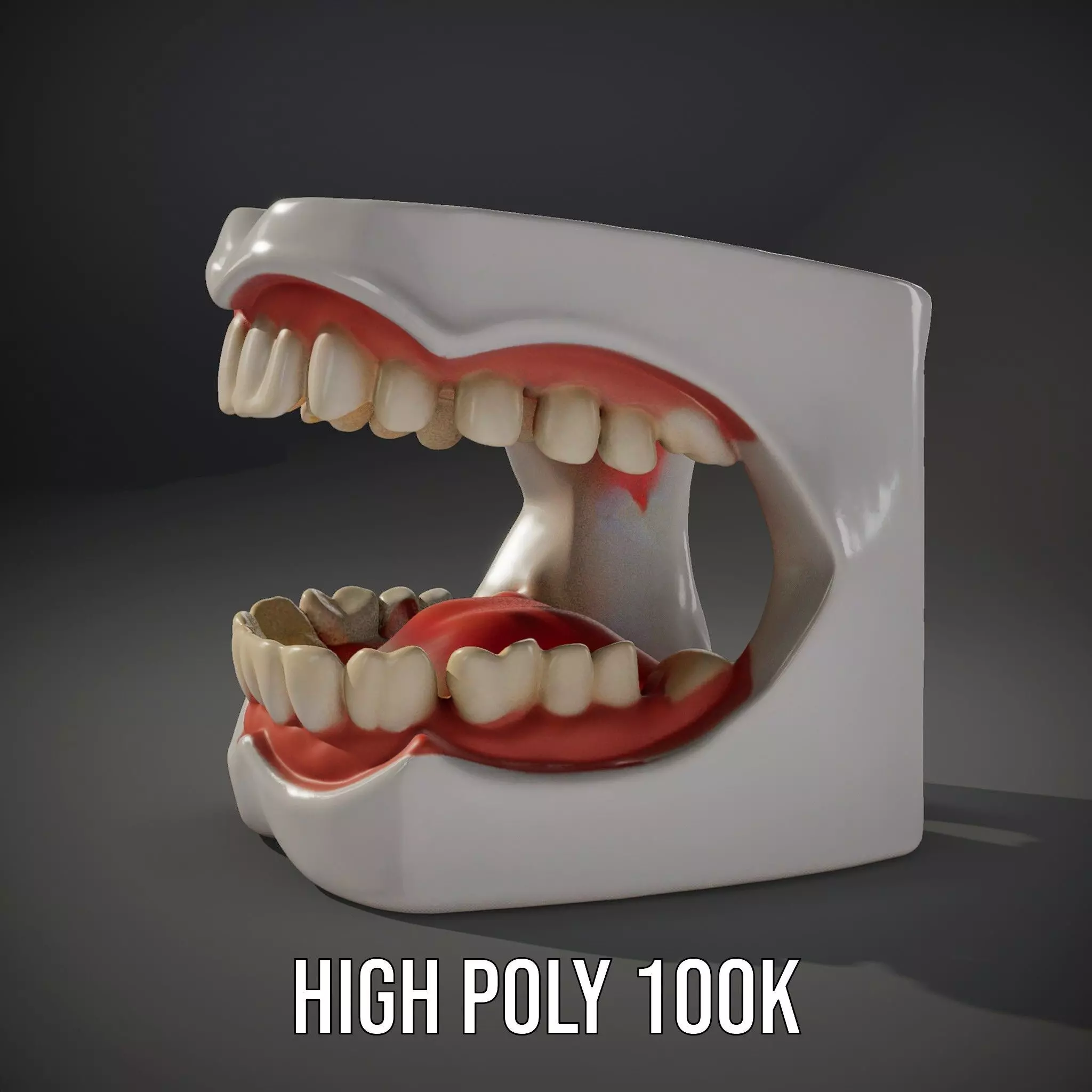 White Dental Model model pack Low-poly 3D model_8