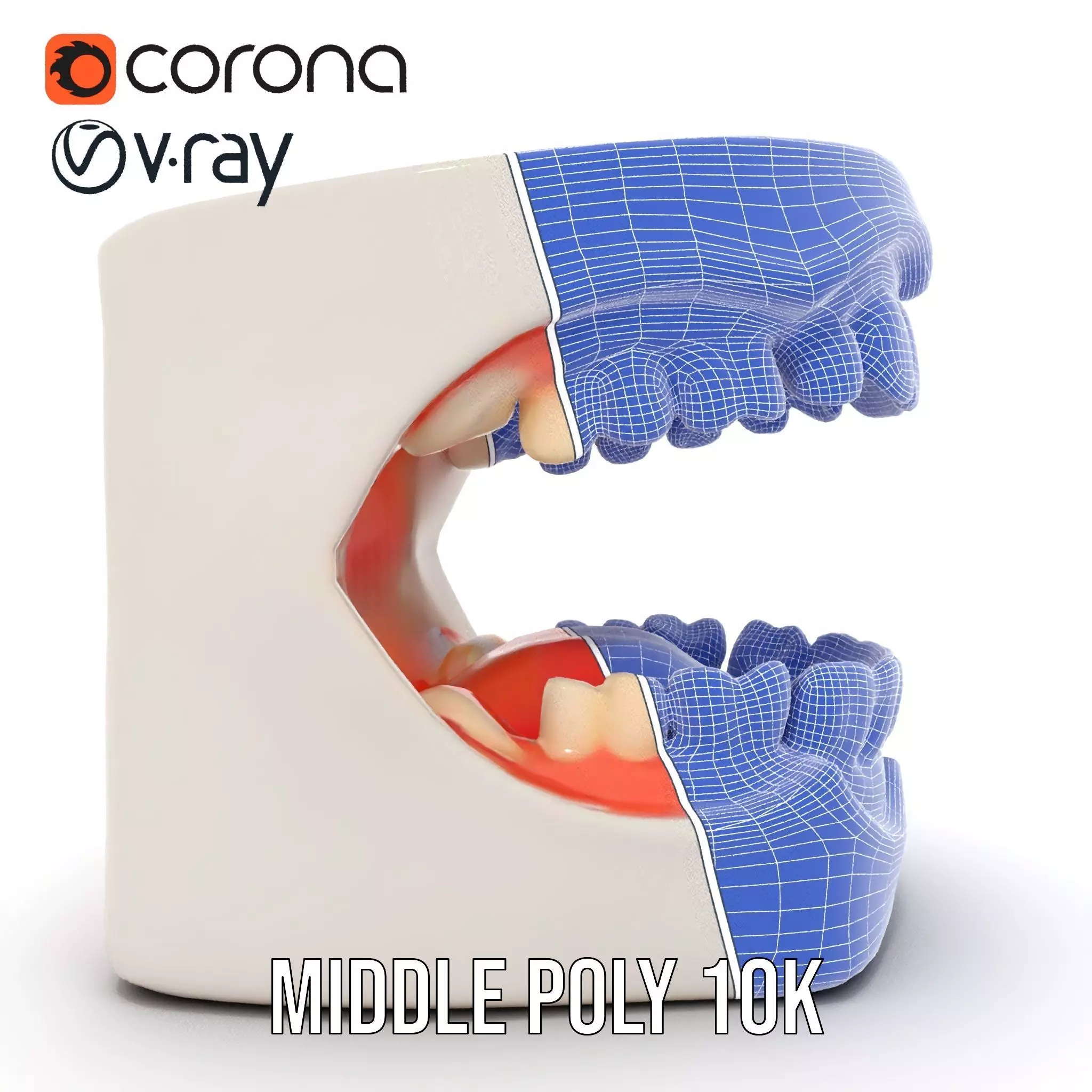 White Dental Model model pack Low-poly 3D model_30