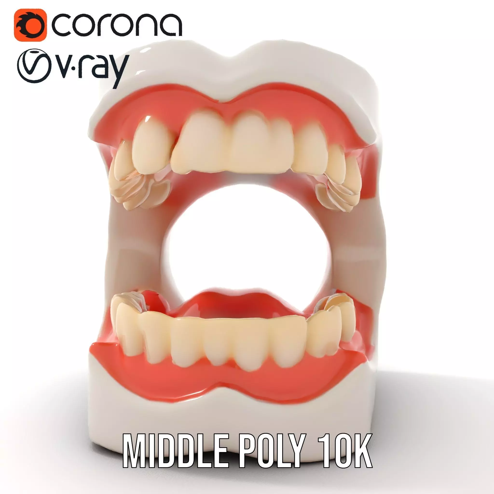 White Dental Model model pack Low-poly 3D model_16