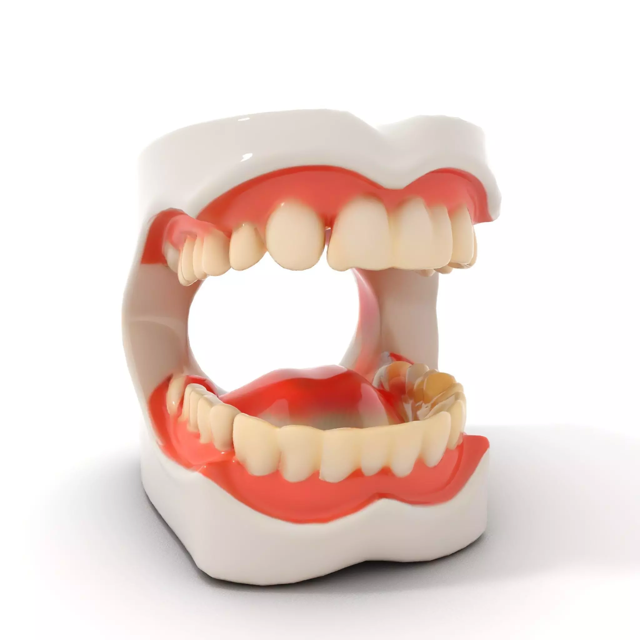 White Dental Model model pack Low-poly 3D model_6