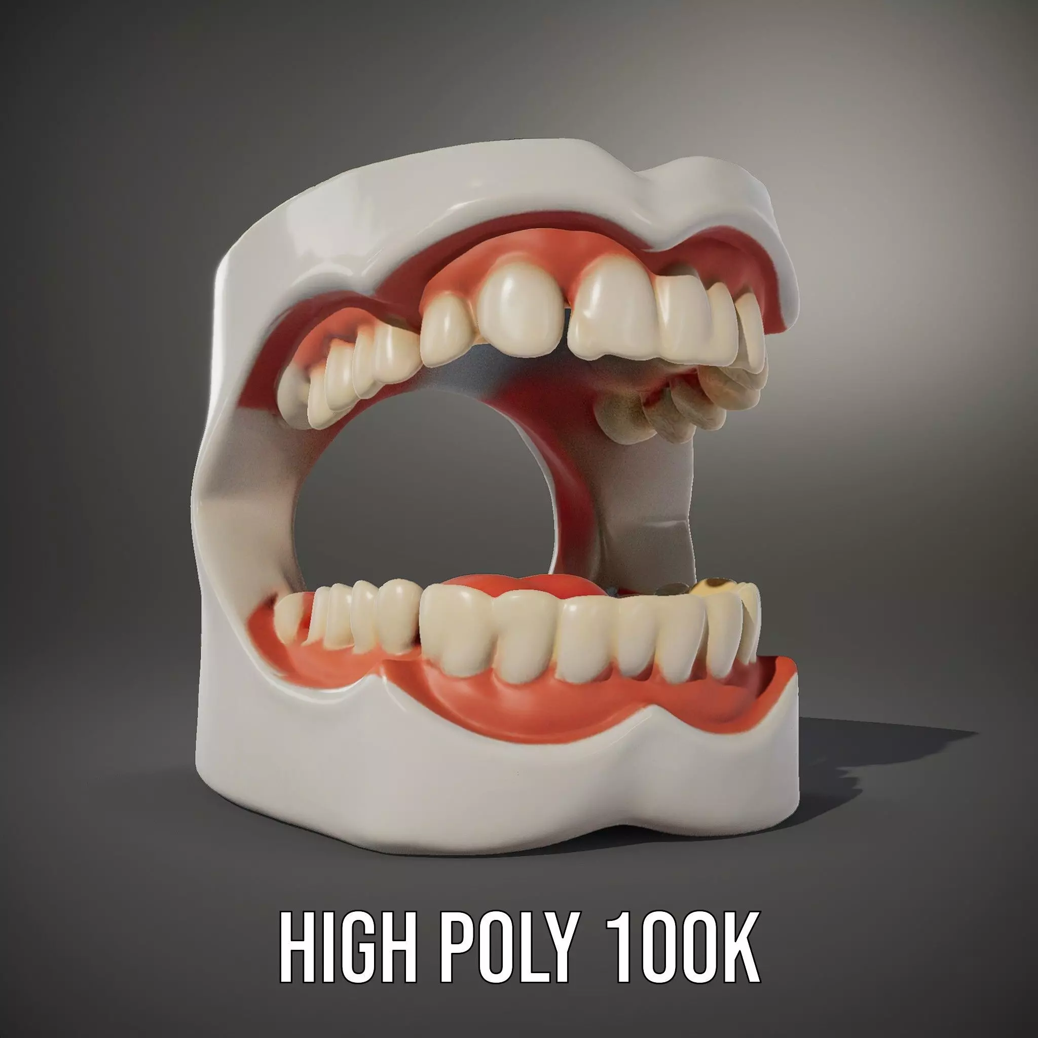 White Dental Model model pack Low-poly 3D model_10