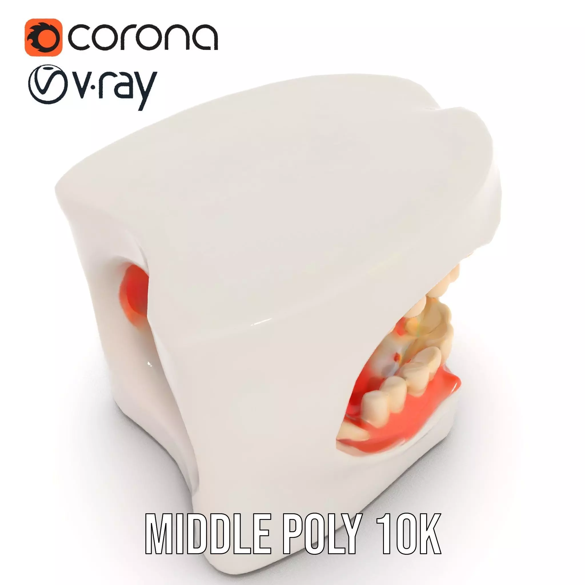 White Dental Model model pack Low-poly 3D model_5