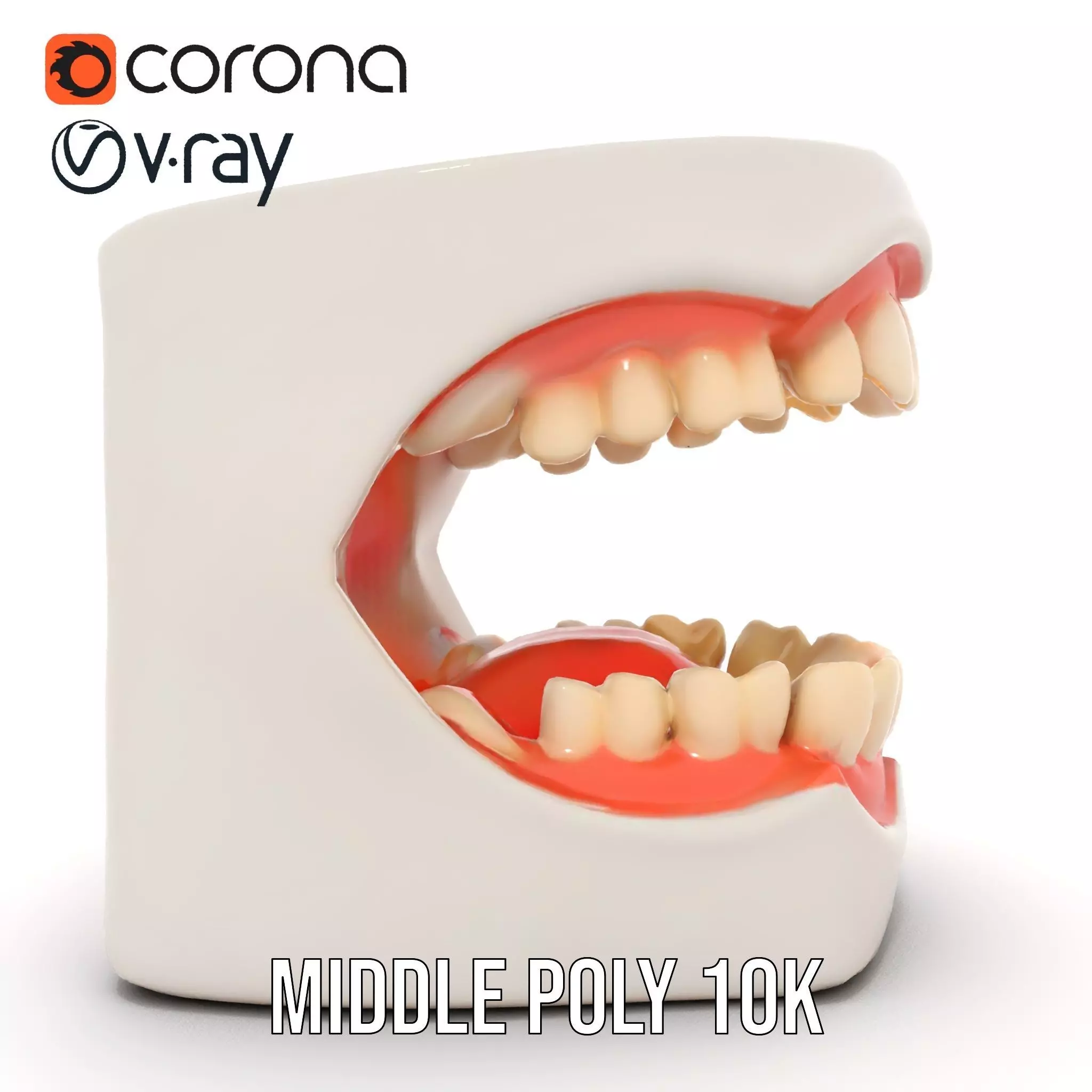 White Dental Model model pack Low-poly 3D model_11