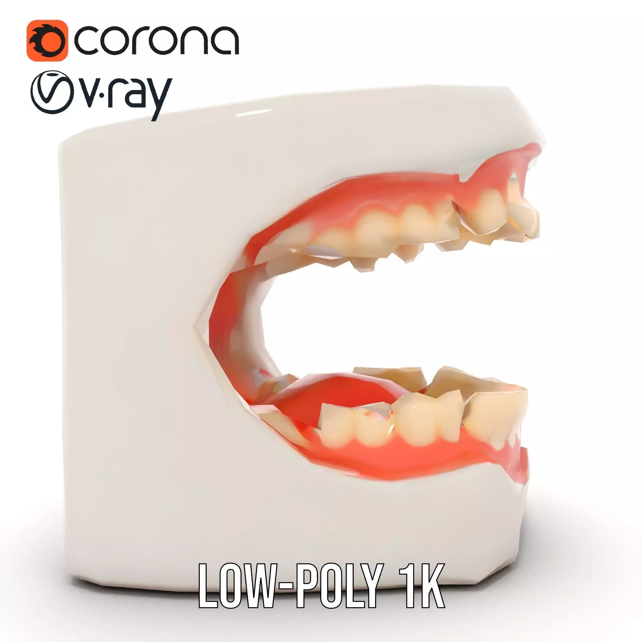 White Dental Model model pack Low-poly 3D model_19