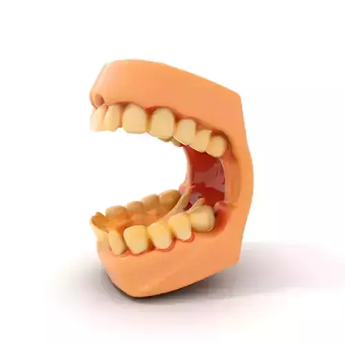Dental Anatomy Model Pack