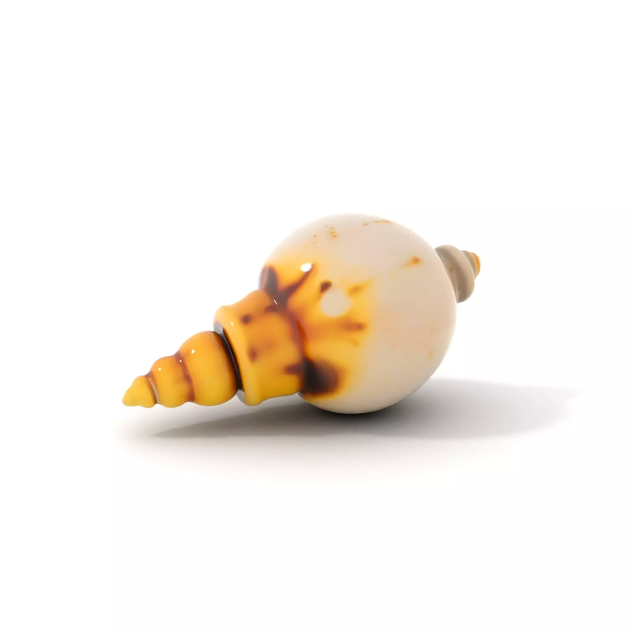 Elegant Sea Shell model pack Low-poly 3D model_0