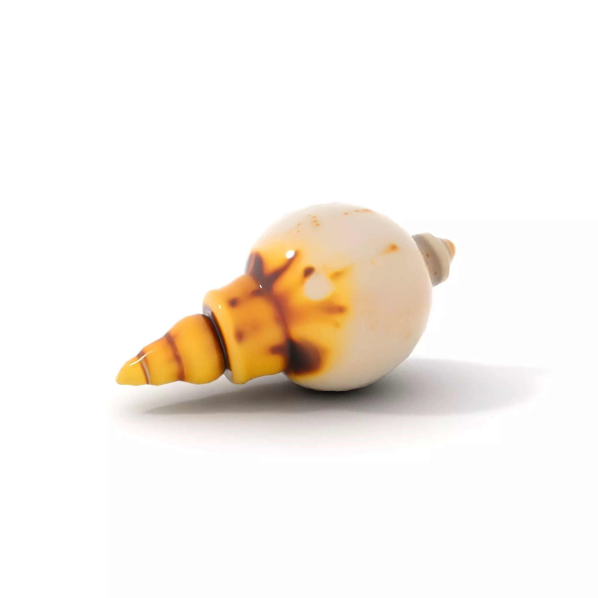 Elegant Sea Shell model pack Low-poly 3D model_7